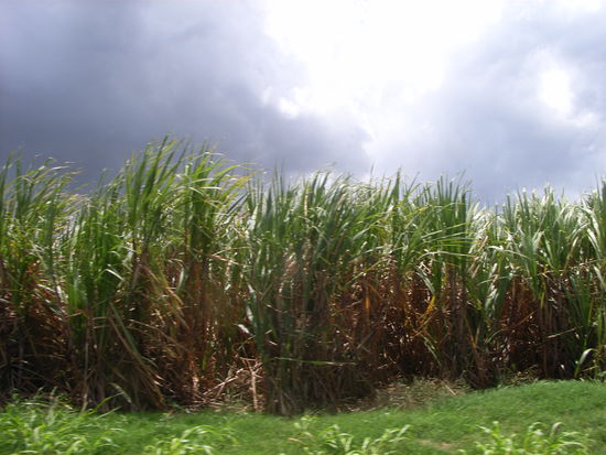 Viel ZUCKERROHR
während der Weiterfahrt ...