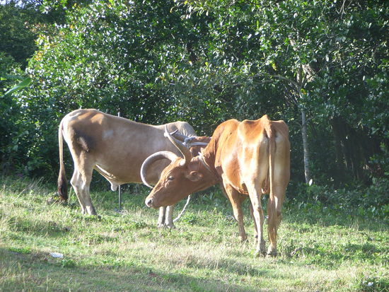 Die dürfen nicht fehlen, 
sonst ist das Bild nicht komplett!!!