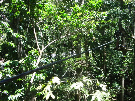 An diesem Seil "fahren" wir durch die tropischen Baumwipfel ...