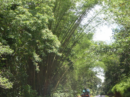 DER BAMBUS IST EINFACH SUPER MEGA RIESENHOCH