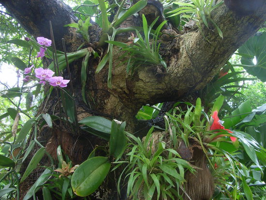 JARDIN BOTANIQUE, Deshaies