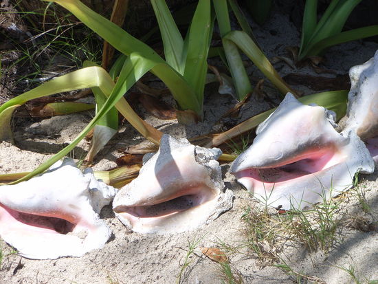 NATURE - BEST DEKO!!!