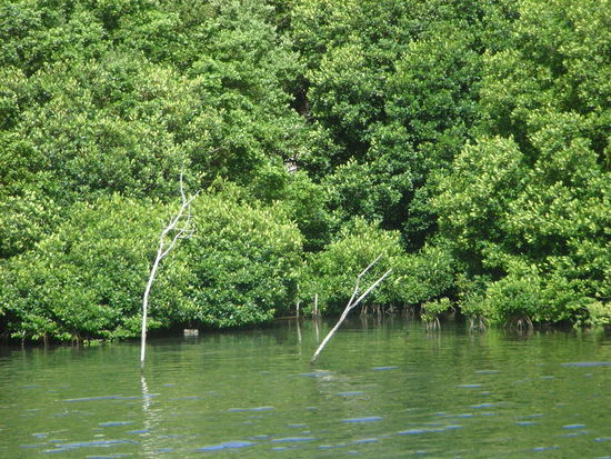 Hinter uns Mangroven ...