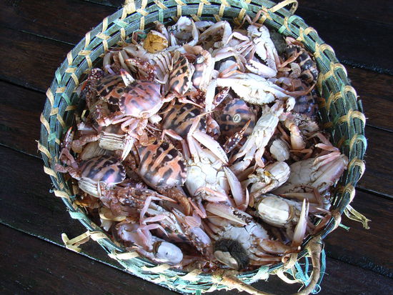 Meeresgetier im Korb.