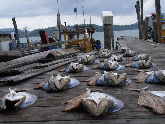 Fische zum Trocknen ausgebreitet.