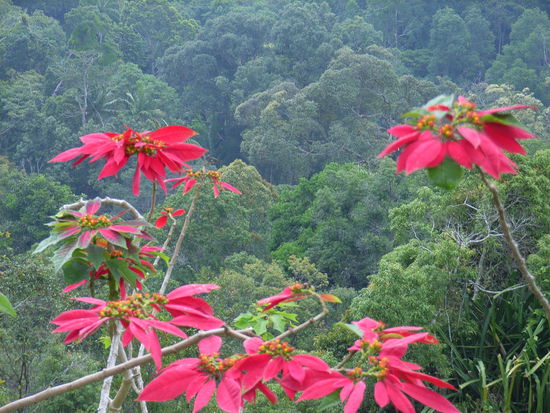 RIESEN-WEIHNACHTSSTERN in den Penang Hills!
