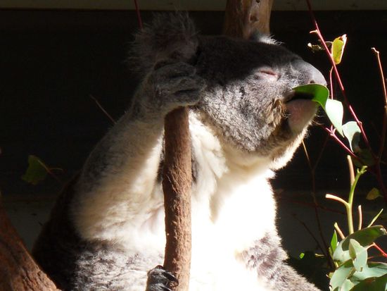 ... und diesen schmatzenden Koala hätte ich am liebsten mitgenommen!!!