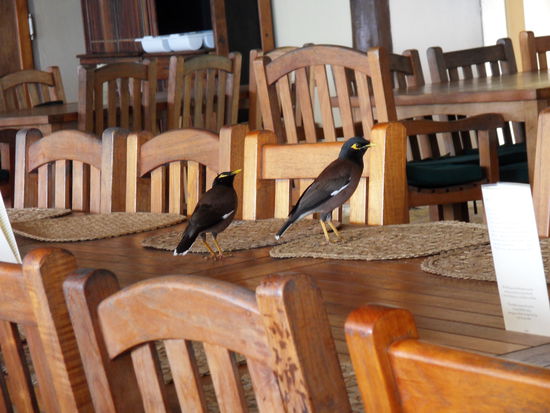 Die frechen Vögel warten derweil schon auf die ersten Mittagessen-Gäste, da fällt ja bestimmt das eine oder andere Krümelchen ab ...