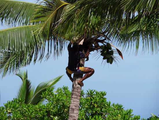 Kletterkünstler gibt´s überall auf der Welt.