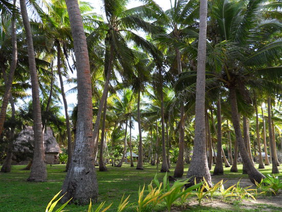 Wo ist denn nun die Hütte??? Hier sieht man ja nix als PALMEN!!!