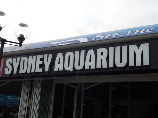... gucken wir uns das Sydney Aquarium an.