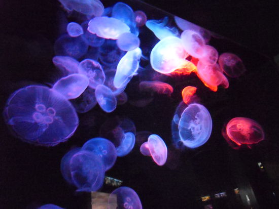 ... KURIOSES(bunte Quallen) ...