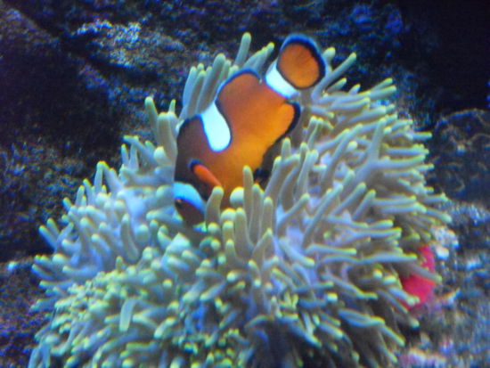 ... BEKANNTES (Nemo in der Anemone) ...