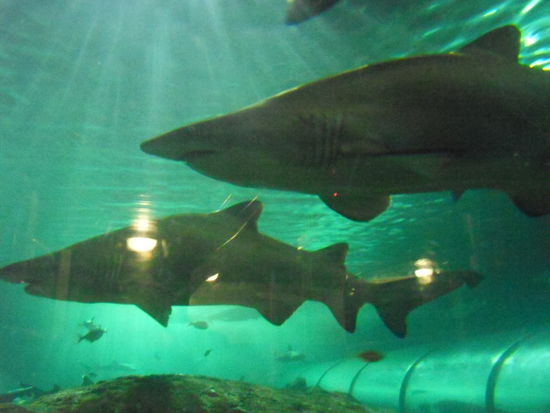 ... GEFÄHRLICHES (Hai, Hai!) ...