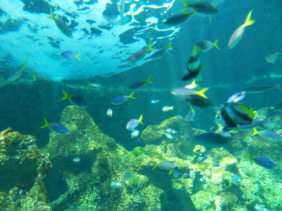 ... VIEL KLEINES, BUNTES, QUIRLIGES (Nemos Freunde).