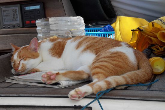 Und so sieht Bordkatze Ginny aus - immer sehr relaxt ...