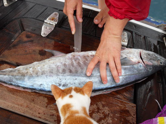 Da schaut die Katze - ob wohl ein Stückchen für sie abfällt???
