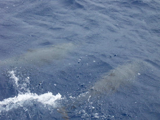 Delphine!!!! Okay, sie sind jetzt gerade unter Wasser, aber wenn ihr ganz genau hinseht, könnt ihr sie unter der Wasseroberfläche erkennen.