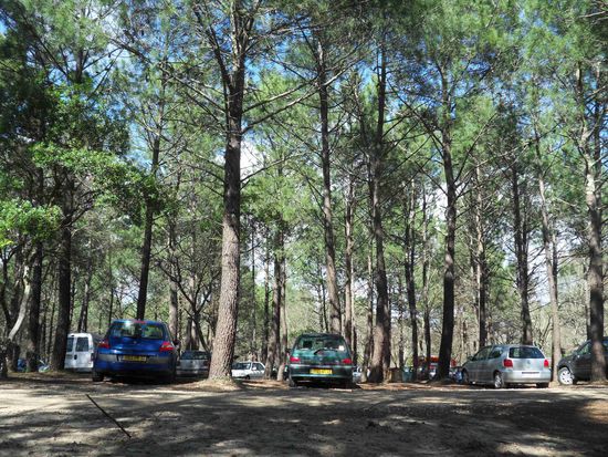 Parken im Pinienwald ...