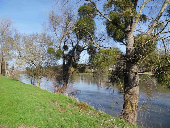 Und hier sind wir schon an, pardon, mitten IN der Loire: Amboise-sur-Loire, netter Camping Municipale auf einer kleinen Insel mitten im Fluss, mit Blick aufs ...