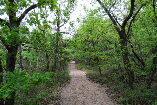 ... direkt hinein in ein Stückchen Märchen-Wunder-Wald  ...