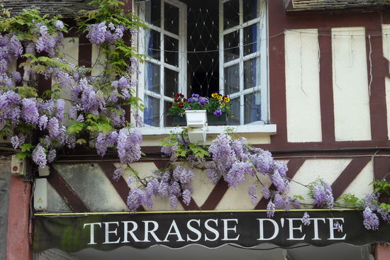 ... Flieder zum FOTOGRAFIEREN ...