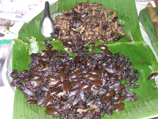 Aber auch die Kaefer sollen sehr schmackhaft sein!