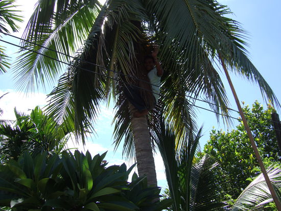 Kokosnuesse frisch gepflueckt.