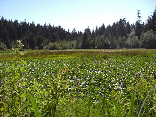 Sieht zwar nicht so aus, aber da gibts auch noch Wasser unter dem Gruen...