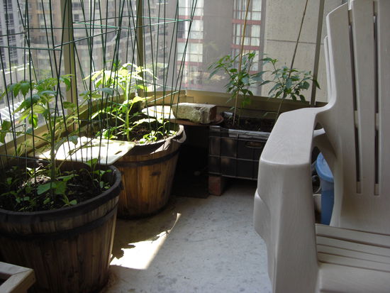 Wenn man ganz genau hinschaut, dann sieht man in der Ecke neben Carseys Gemuese ein Taubenei liegen...