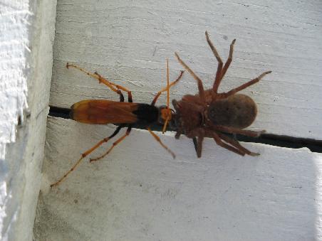 Eine Spinne und eine Wespe aber das komische ist das die Wespe die Spinne getotet hat und abschleppt und nicht anders herum