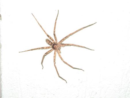 eine Spinne