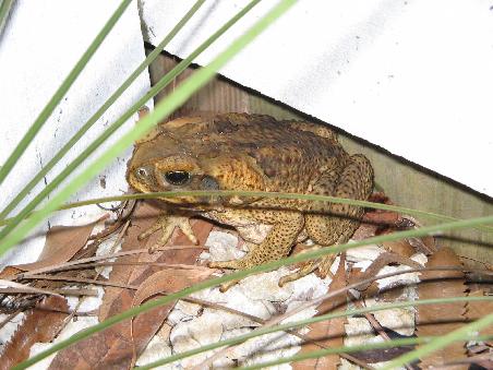 Cane toad
eien giftige Krote