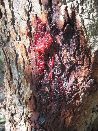 Bloodtree