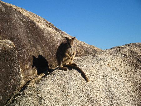 Rockwallabies