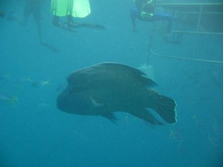Riesenfisch