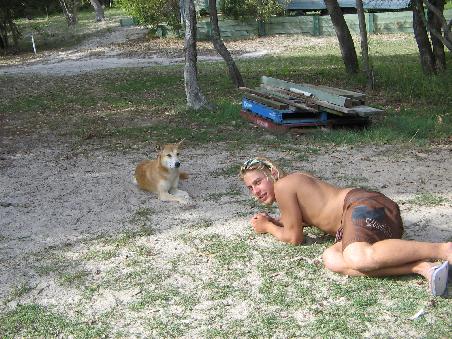 Wilde Dingoes sind gar nicht so gefahrlich wie man sieht.
