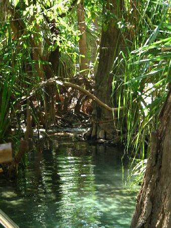 Mataranka Thermal Pool