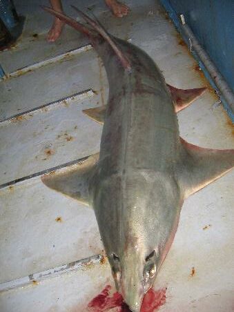 2,5m Sawshark