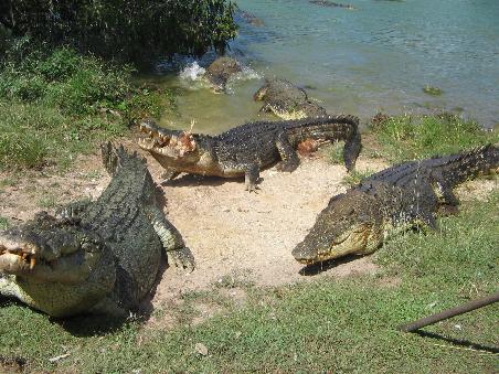 Hilfeeee die Krokodil;e greifen an!!!