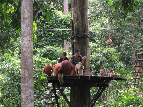Fuetterung der Raubtiere...