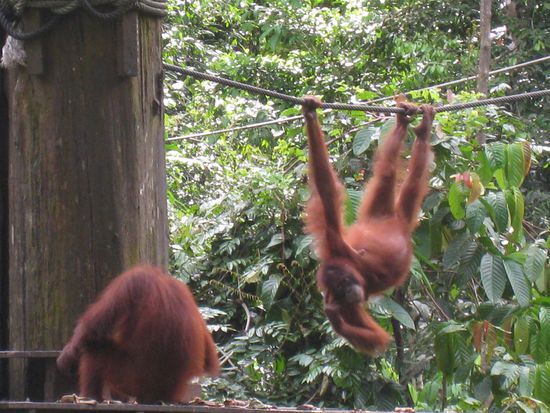 Hast du einen Vogel? 