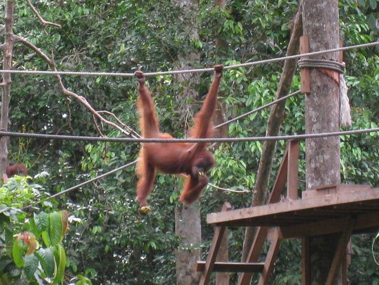 sehr akrobatisch, selbst beim Essen...