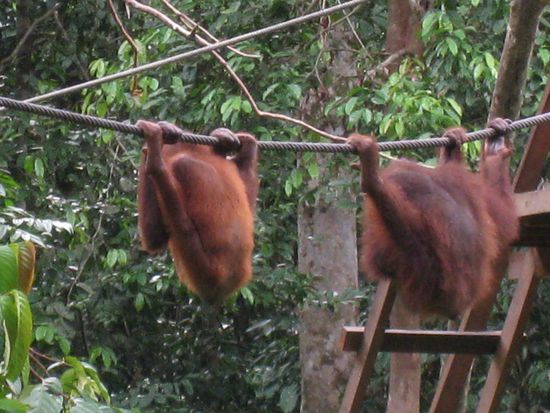 oder relaxt nach dem Essen...