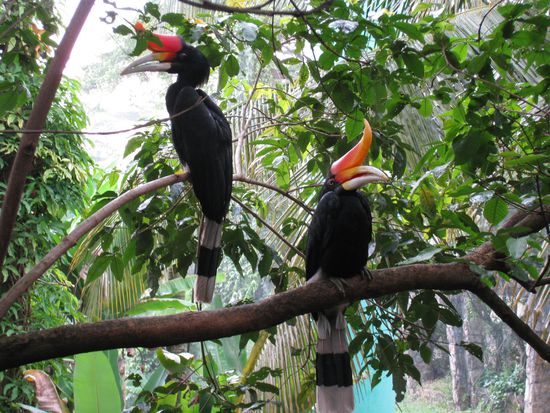 die beruehmten Hornbills von Malaysia im Vogelpark