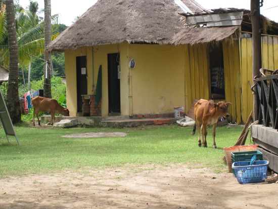 so lebt man auf Bamboo Island...