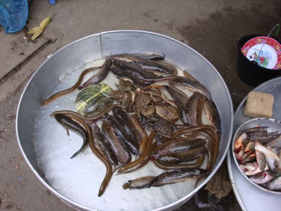 ... bis zu lebendigen netten Tierchen, die bestimmt sehr fein schmecken!