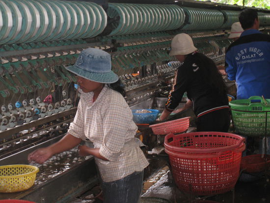 ... der Prozess der Silkgewinnung ist sehr faszinierend!