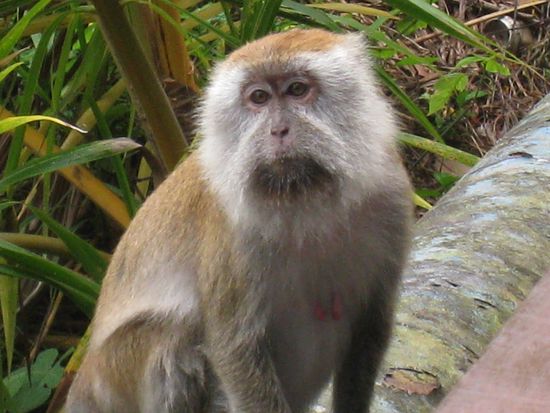 Nachbar Nr. 1
sehr frech und schnell, wollte uns an die Waesche... wortwoertlich! 