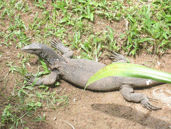 Nachbar Nr. 4
lebte einen Stock unter uns...